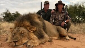 hunting a lion in africa