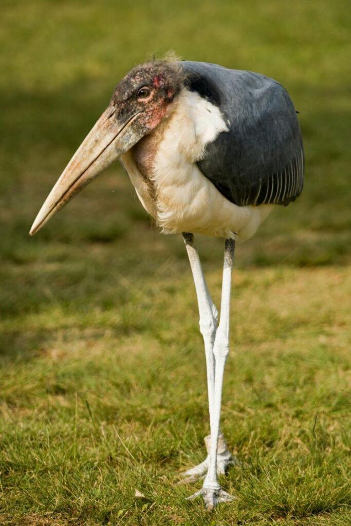 A marabou stalk