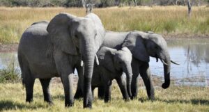 Maybe the problem is not too many elephants, but too many people.