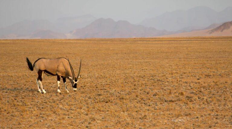 Namibia Trophy Hunting