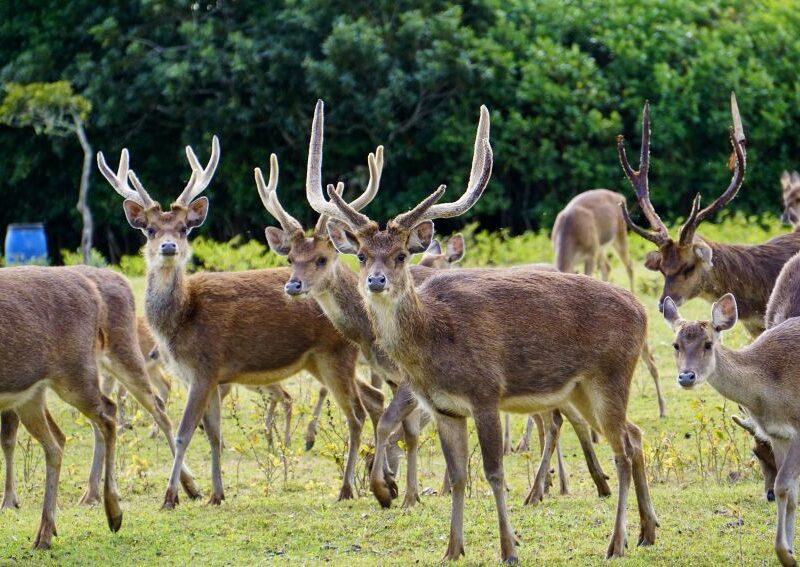 rusa deer