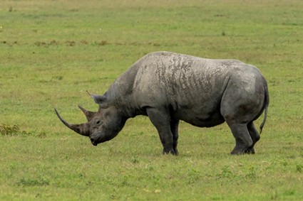 rhino