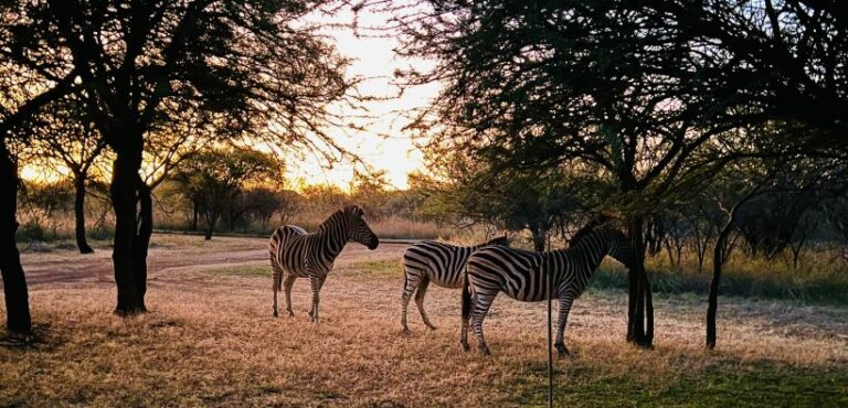 Three zebras in the wild, standing under a tree