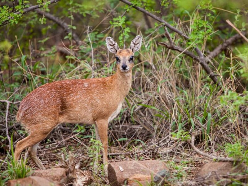 Sharpe’s Grysbok Hunting Safaris in Africa