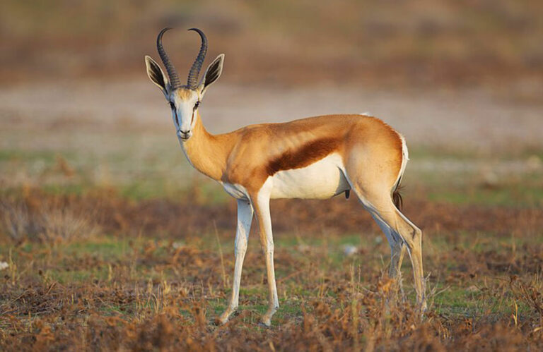 Springbok by Yathin S Krishnappa