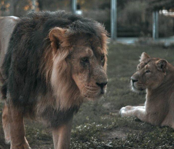 lion and lioness behind a fence