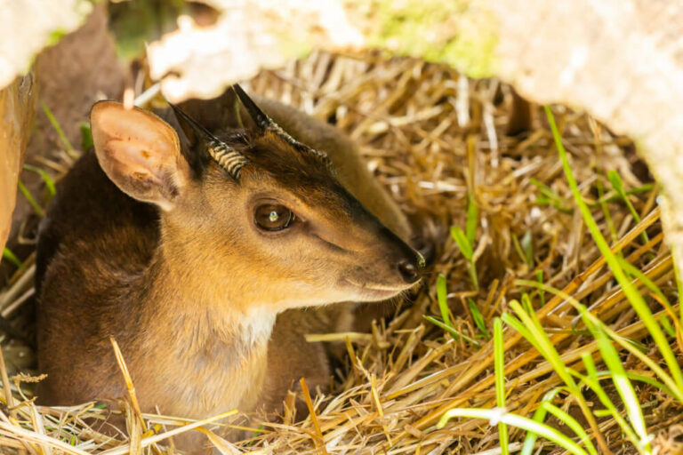 The Suni