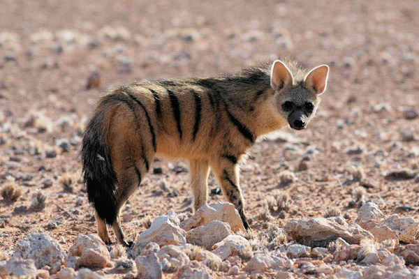 The aardwolf is often targeted on specialty game hunting safari. Foto credit: Wikipedia