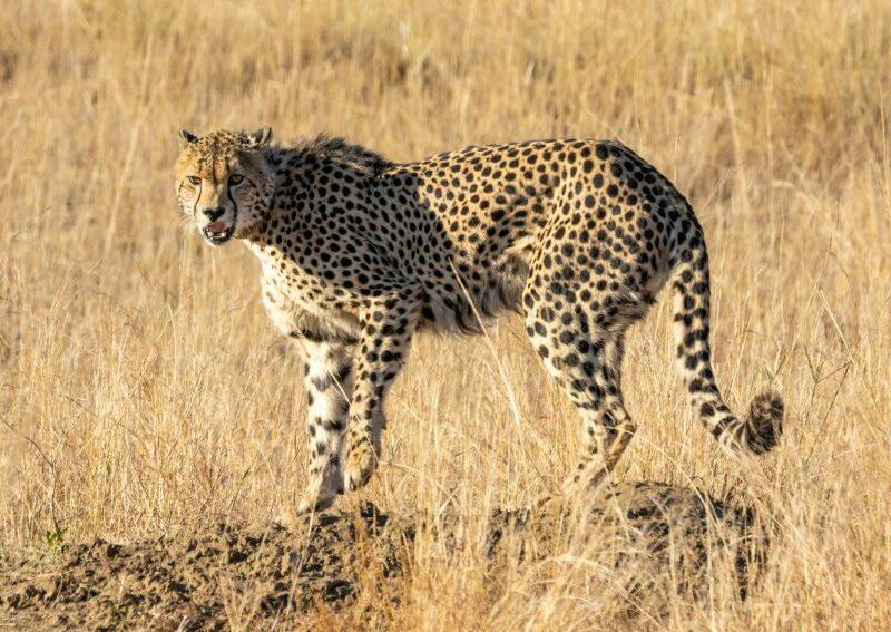 Cheetah in the wild