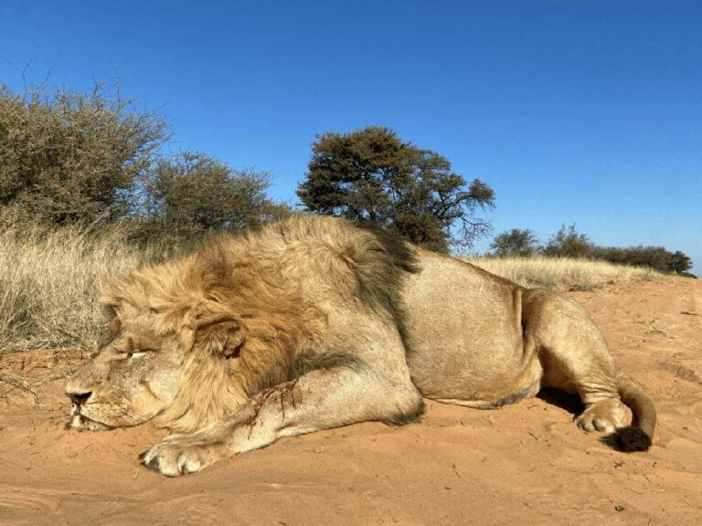 The final prized trophy on the lion hunting safari