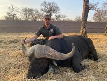 Trophy-sized Cape buffalo, bred for hunting