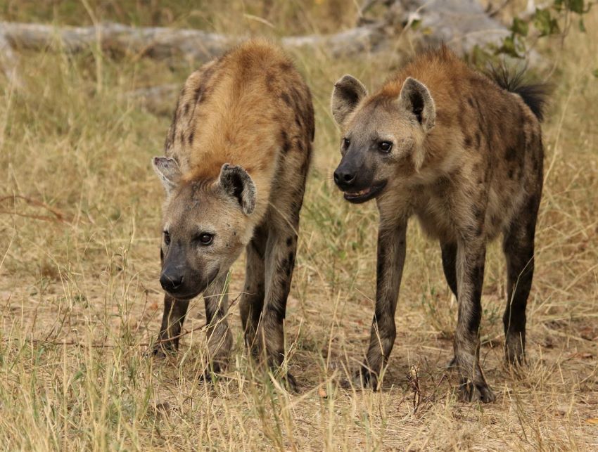 Two hyenas on the savanna