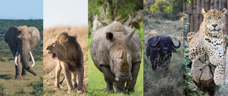 Game Hunting Safaris - Big 5 Hunting. Book An Unforgettable Hunting Safari Across Africa
