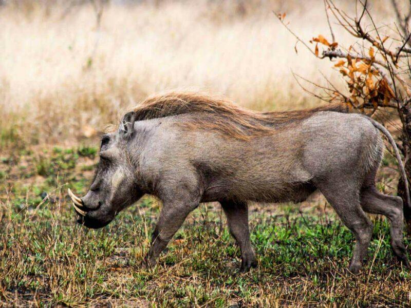 warthog side view