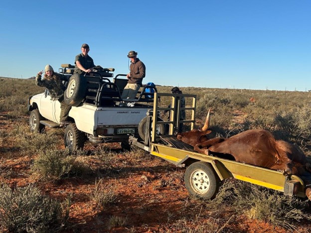 cow-on-the-trailder.jpg