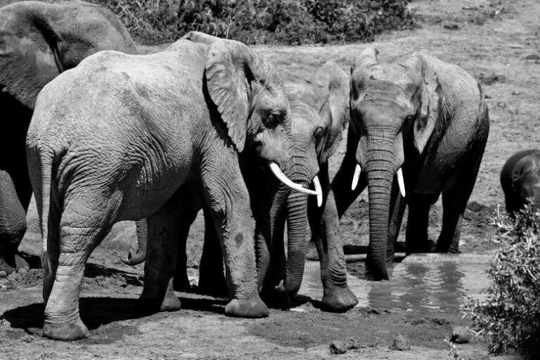 elephant 2