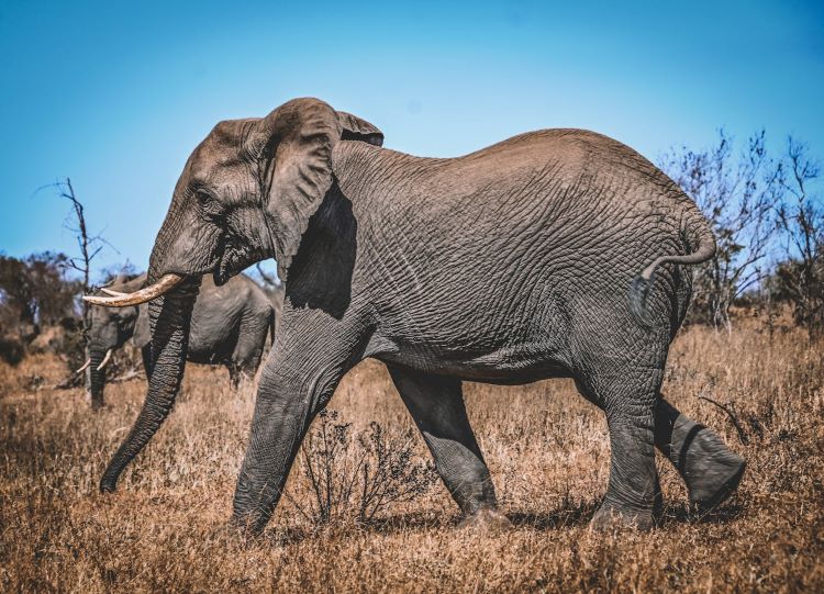elephant walking across the bush.