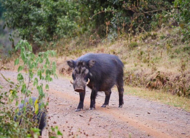 Giant forest hog hunter