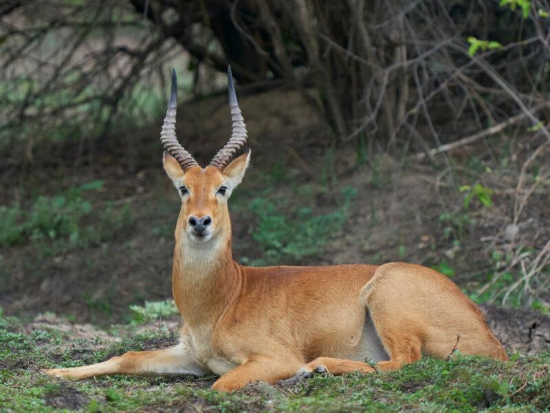Puku hunting