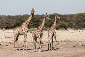 three giraffes standing in the open