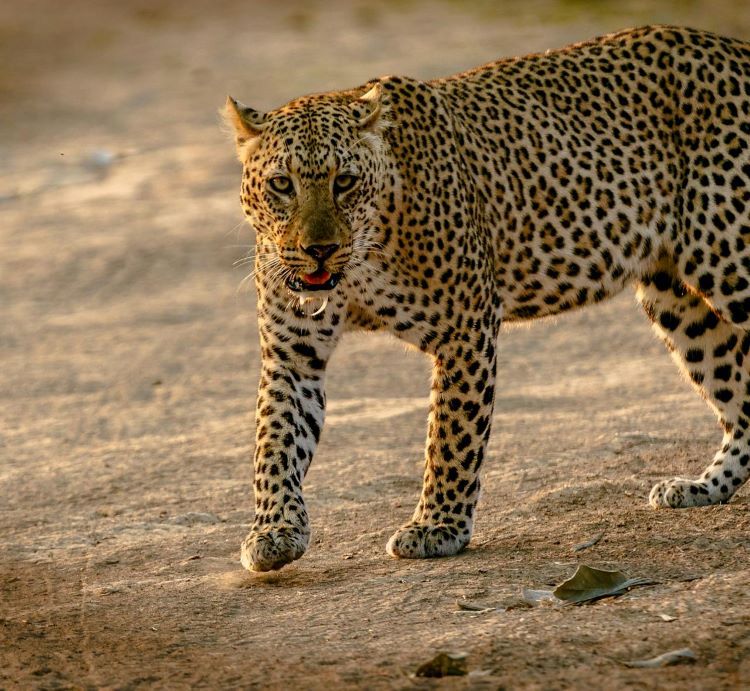 leopard--750x600.jpg