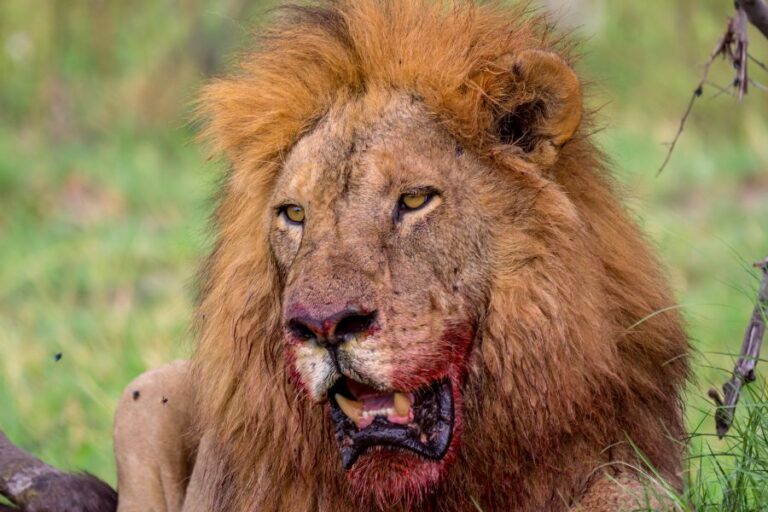 lion