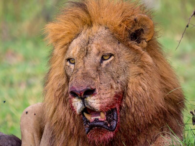lion