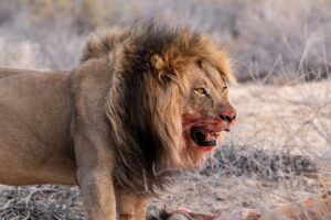 Close,Up,Side,Portrait,Of,A,Full,Grown,Male,Lion
