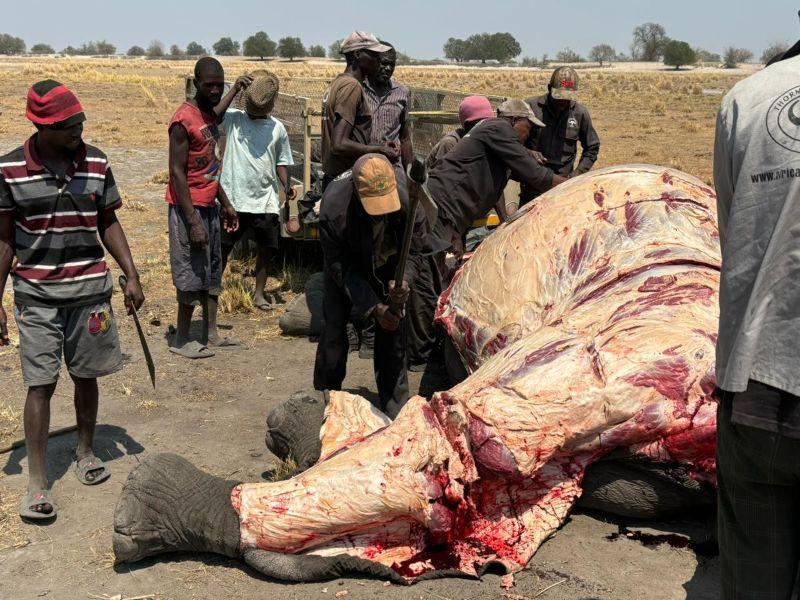 An elephant being processed to distribute to local communities