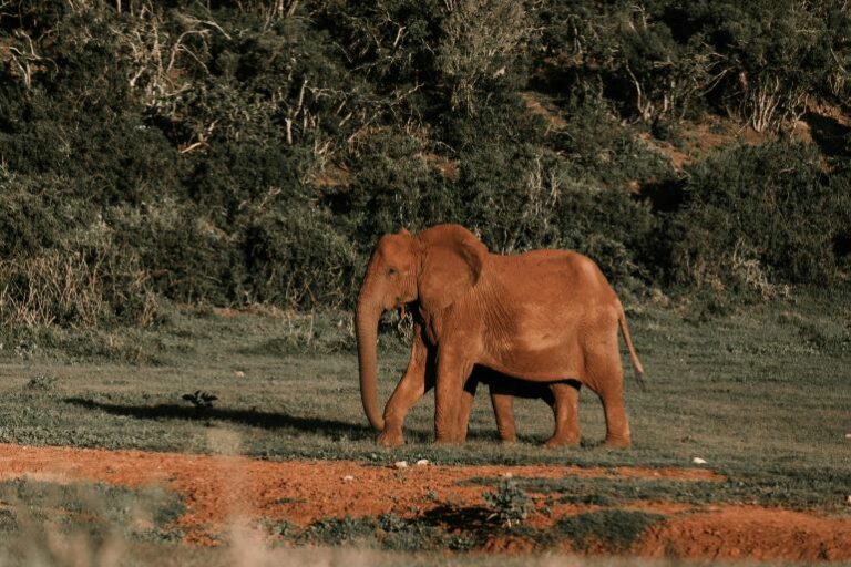 Elephant in the bush