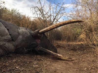 Leopard Hunting in Namibia & Brown Hyena Cancelation Hunt