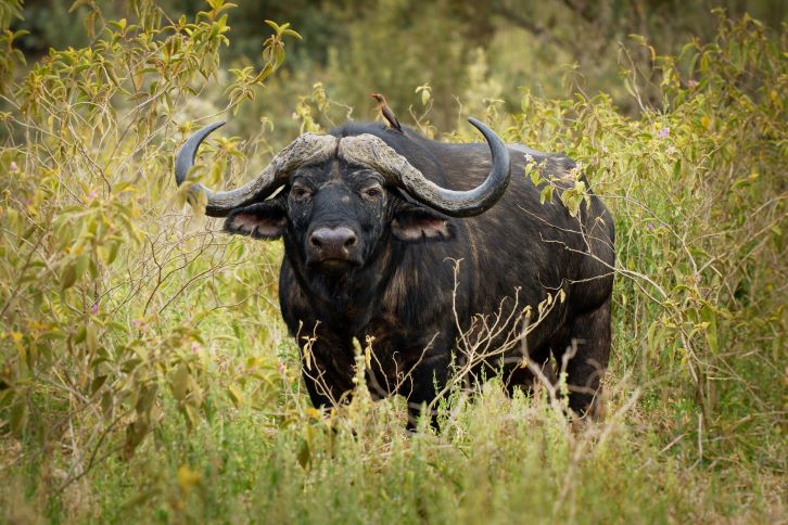 Leopard Hunting in Namibia & Brown Hyena Cancelation Hunt