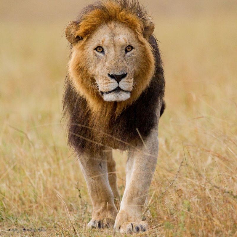 Leopard Hunting in Namibia & Brown Hyena Cancelation Hunt