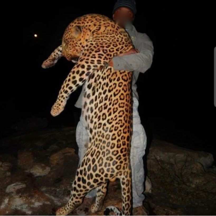 Leopard Hunting in Namibia & Brown Hyena Cancelation Hunt