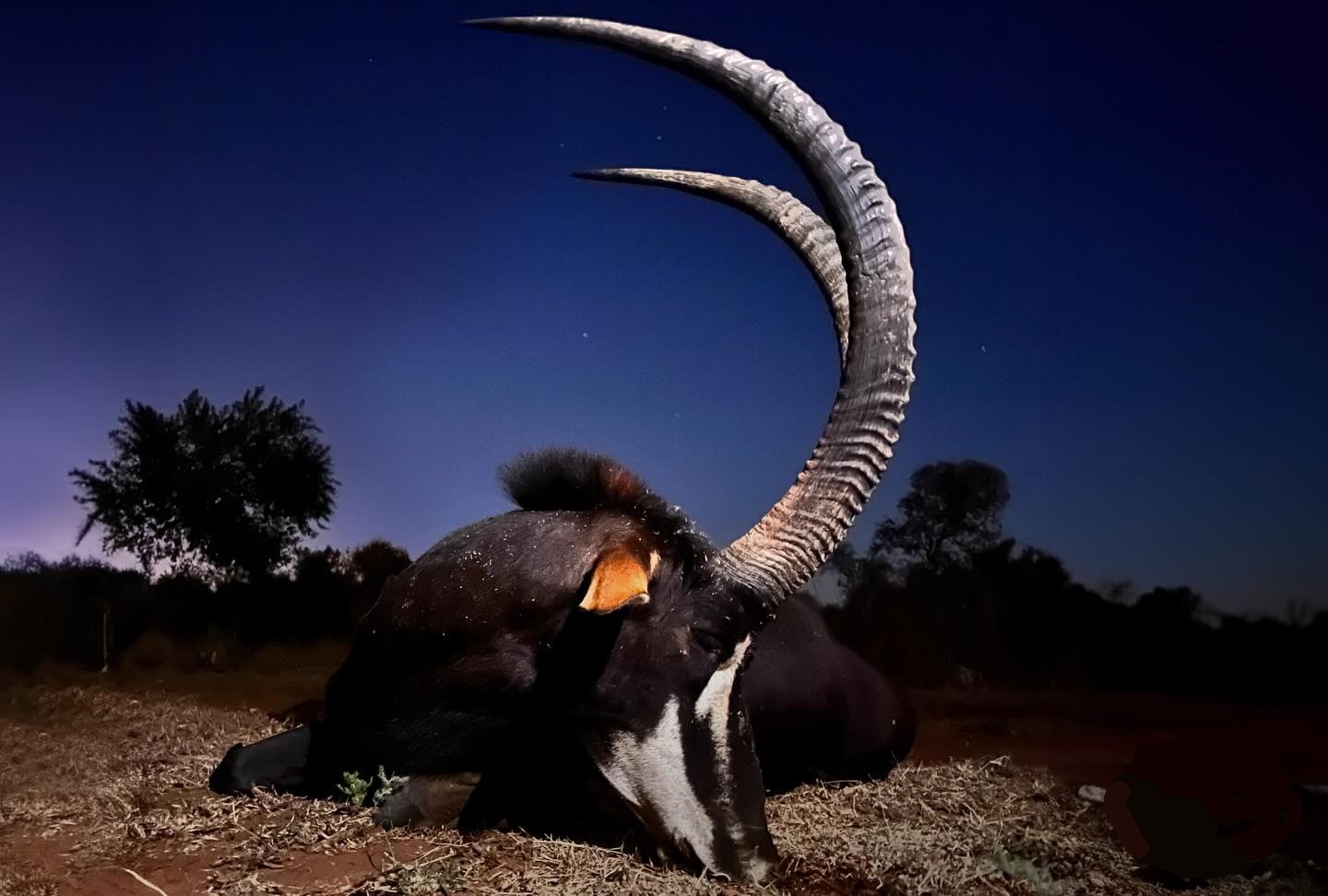 Leopard Hunting in Namibia & Brown Hyena Cancelation Hunt