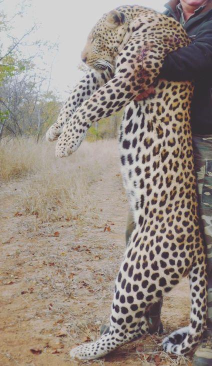 Leopard Hunting in Namibia & Brown Hyena Cancelation Hunt