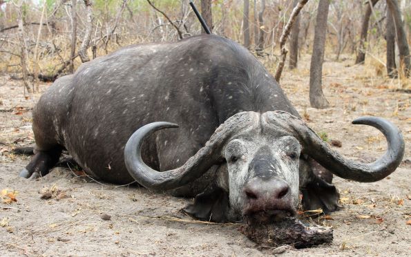 Leopard Hunting in Namibia & Brown Hyena Cancelation Hunt