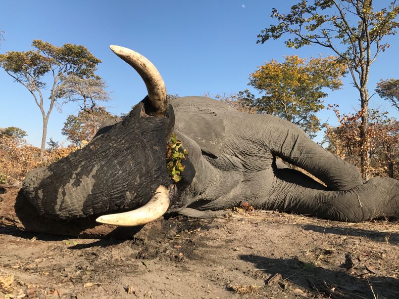 Leopard Hunting in Namibia & Brown Hyena Cancelation Hunt