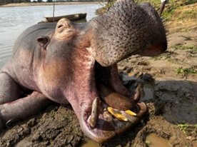 Hunt Zambia for Buffalo, Hippo and Giant Crocodile