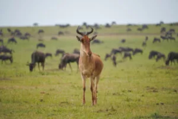 Leopard Hunting in Namibia & Brown Hyena Cancelation Hunt