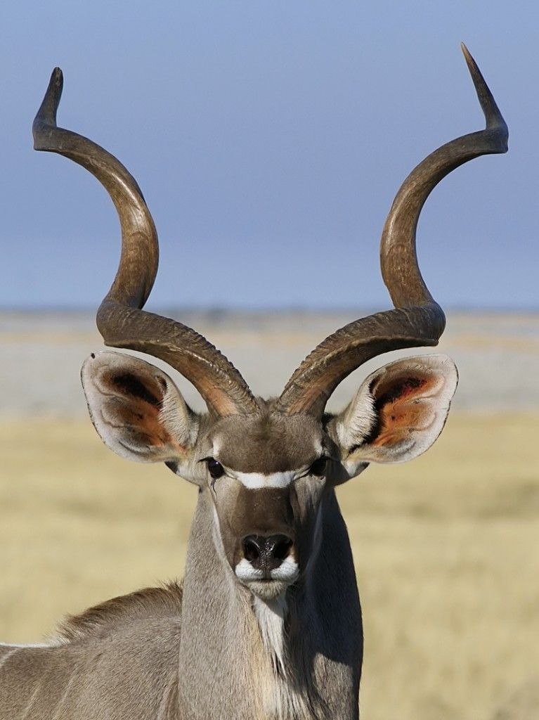 Leopard Hunting in Namibia & Brown Hyena Cancelation Hunt
