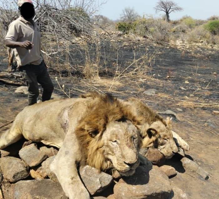 Leopard Hunting in Namibia & Brown Hyena Cancelation Hunt