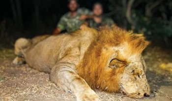 Leopard Hunting in Namibia & Brown Hyena Cancelation Hunt