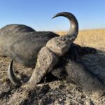 Leopard Hunting in Namibia & Brown Hyena Cancelation Hunt