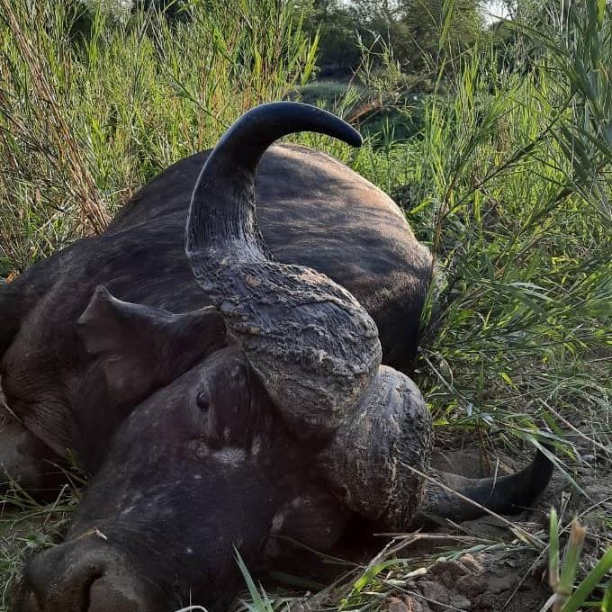 Leopard Hunting in Namibia & Brown Hyena Cancelation Hunt