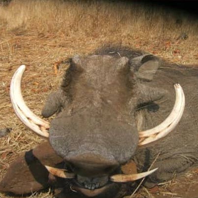 Leopard Hunting in Namibia & Brown Hyena Cancelation Hunt