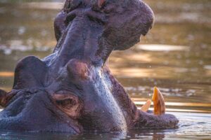 Leopard Hunting in Namibia & Brown Hyena Cancelation Hunt