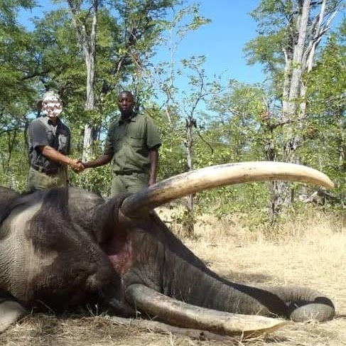 Elephant Hunt in Zimbabwe 60lb plus Exportable Matetsi (ECA)