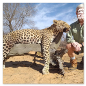 Leopard Hunting in Namibia & Brown Hyena Cancelation Hunt