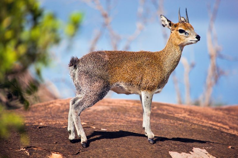 Leopard Hunting in Namibia & Brown Hyena Cancelation Hunt
